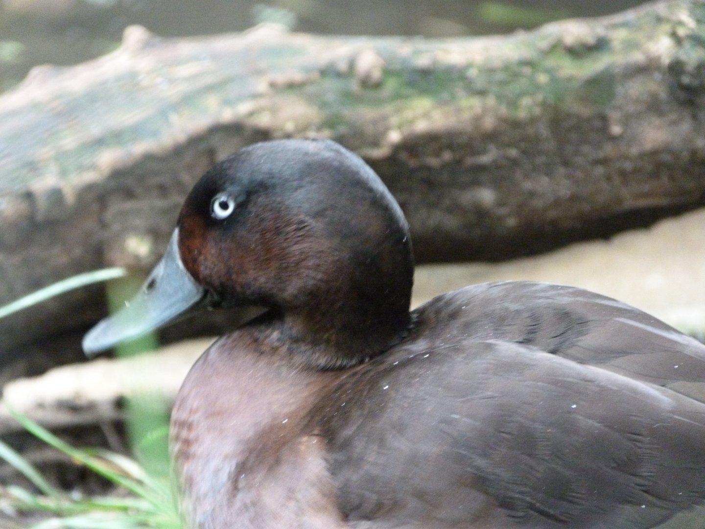 Baer's pochard -Tierpark Berlin (2024)