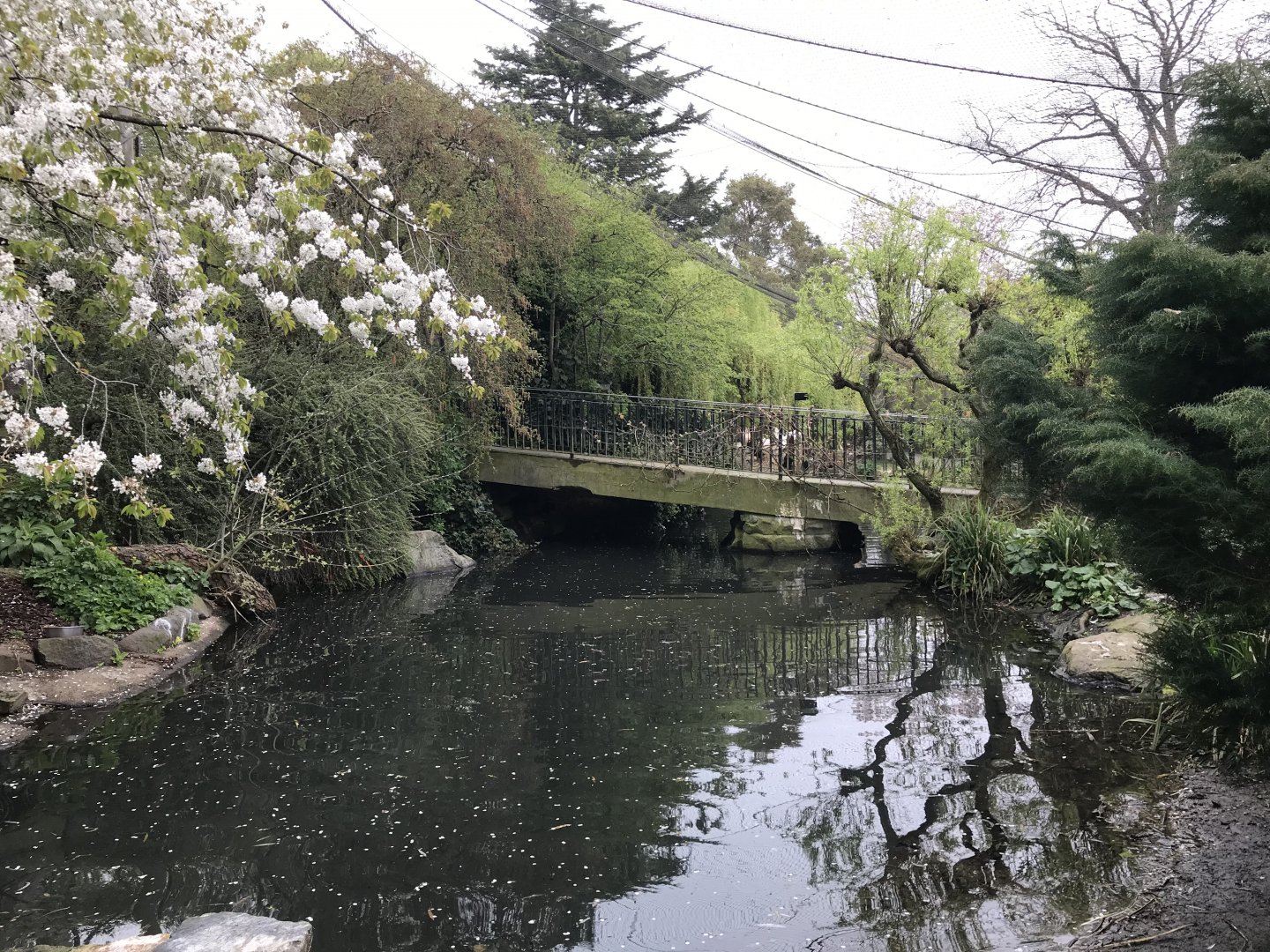 Baer’s pochard, white headed duck, black stork and eastern white pelican enclosure