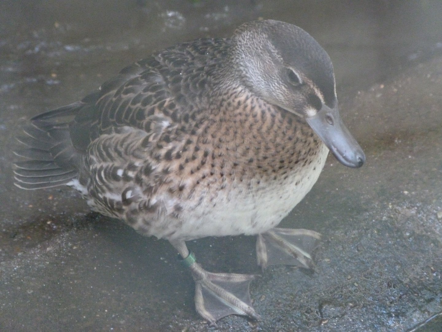 Baer's pochard -Zoo Plzeň (2025)