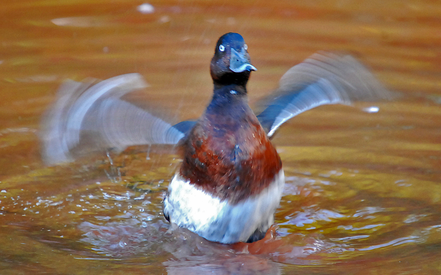 Baer's pochard?