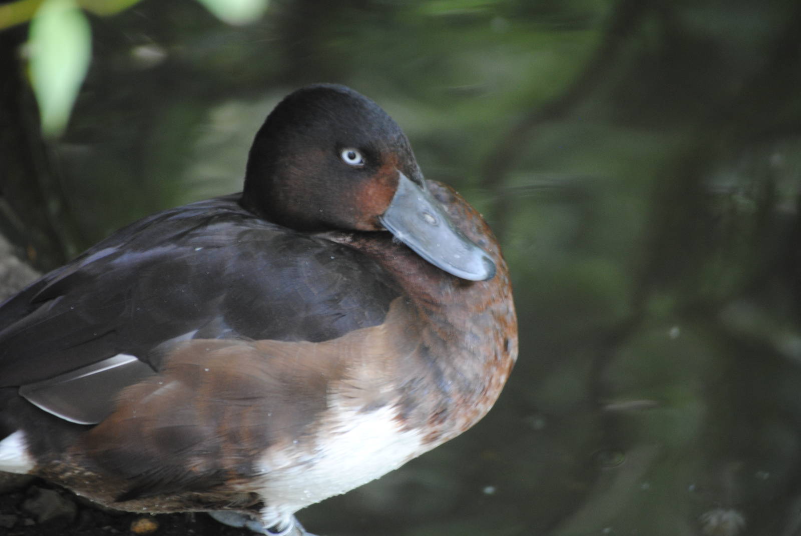 Baer's Pochard