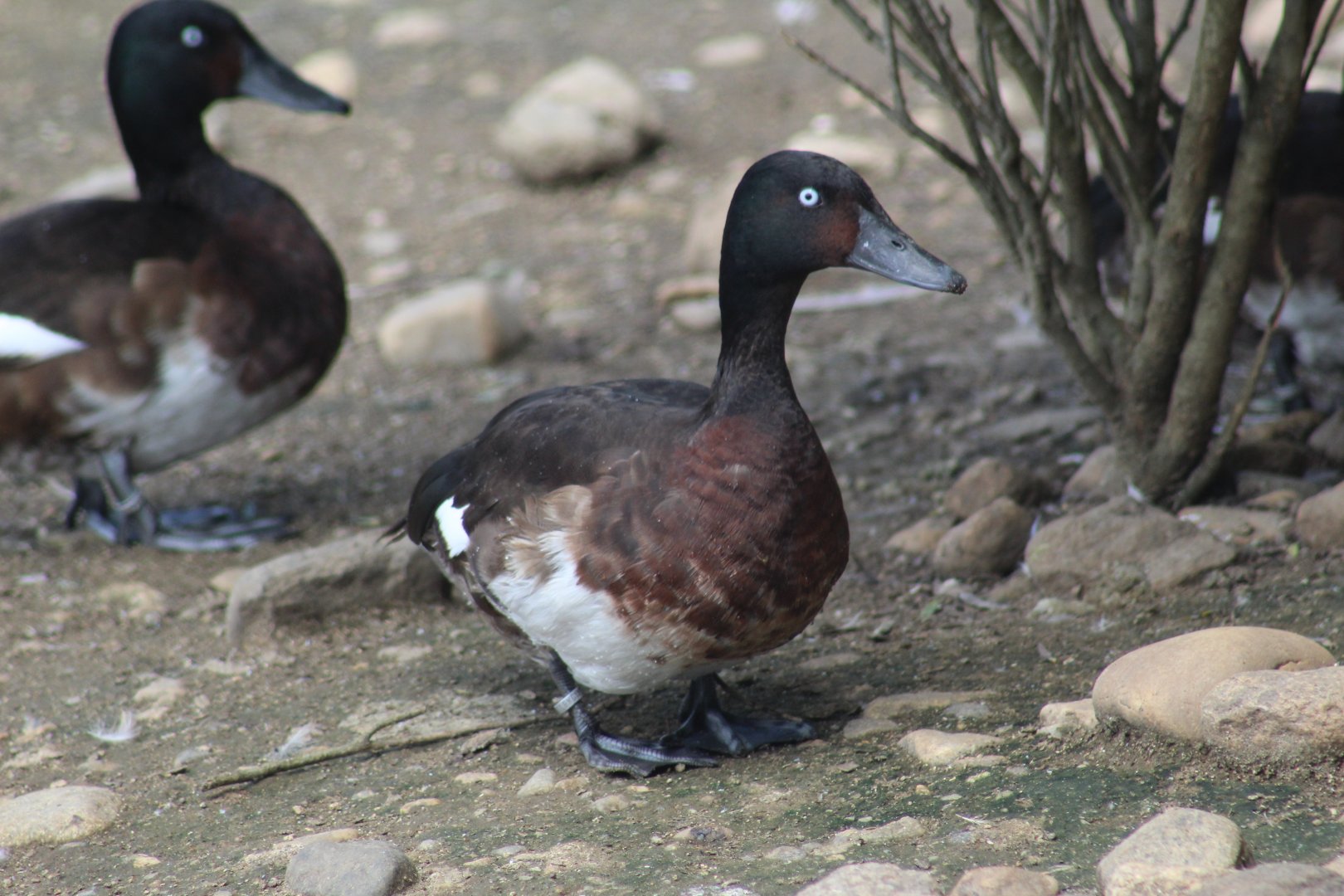 Baer's Pochard