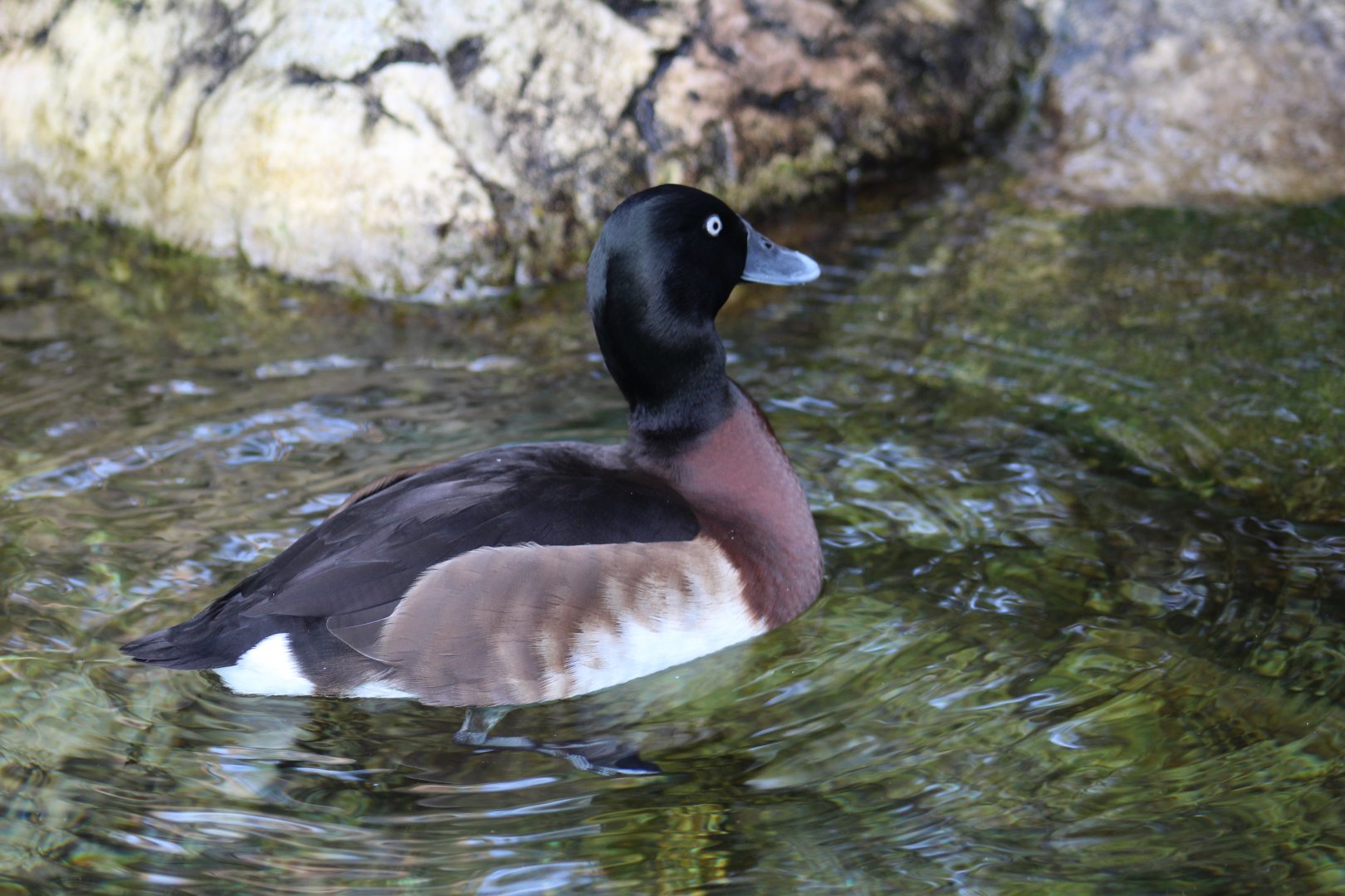 Baer's Pochard