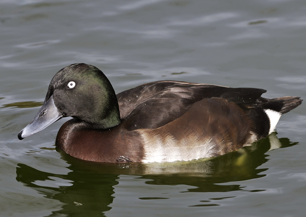 Baer's pochard
