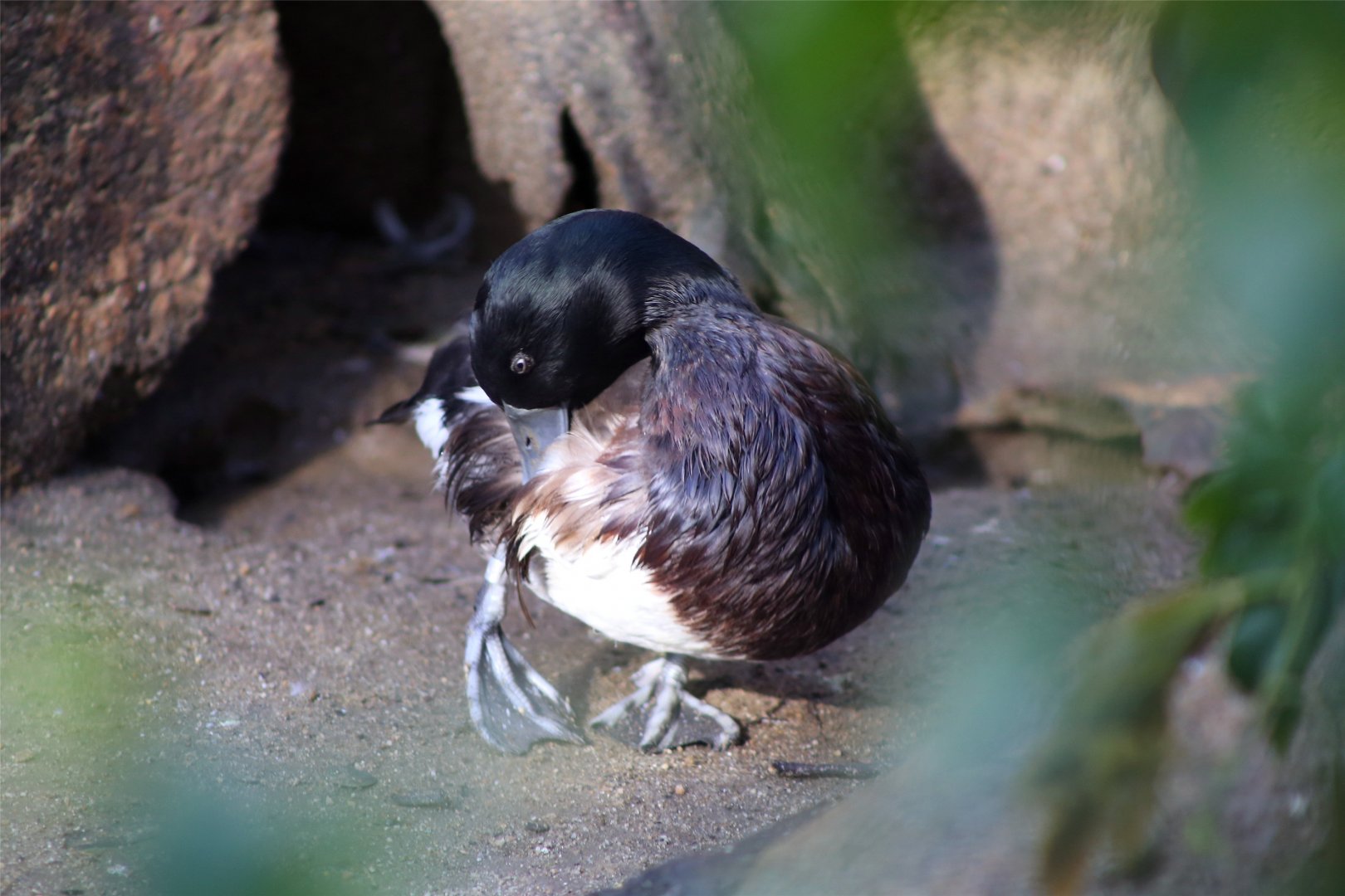 Baer’s pochard
