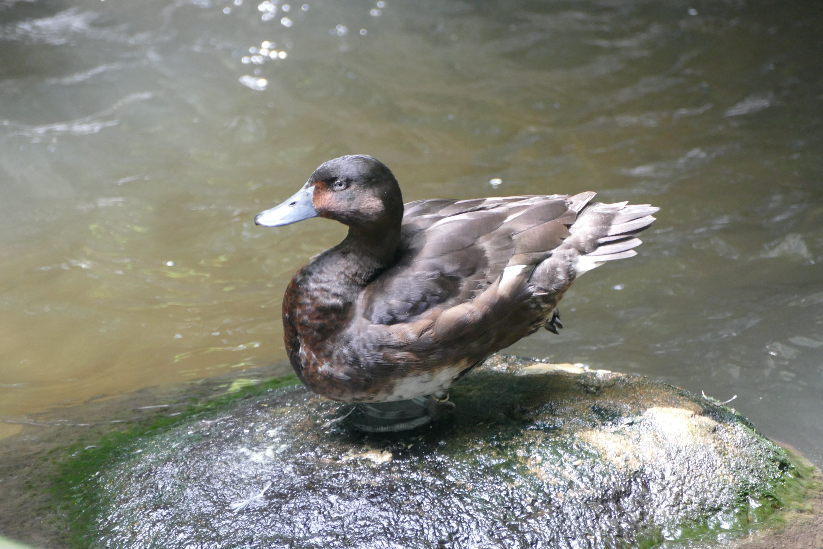 Baer's Pochard