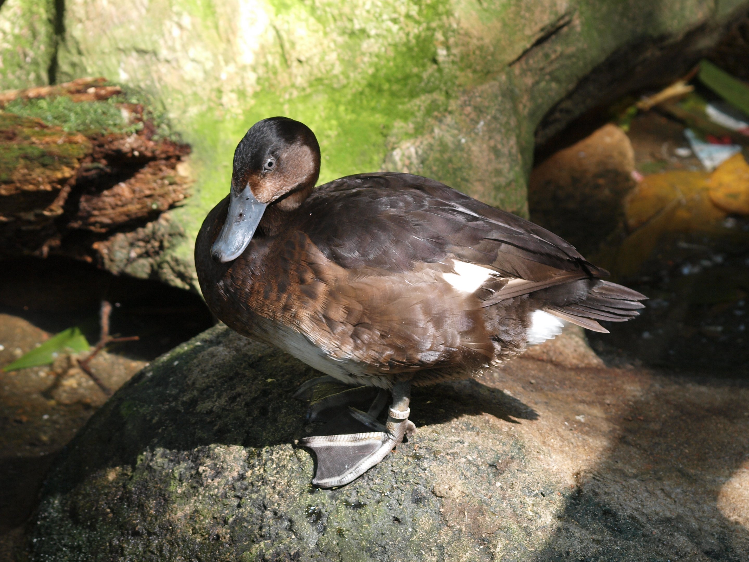 Baer's pochard
