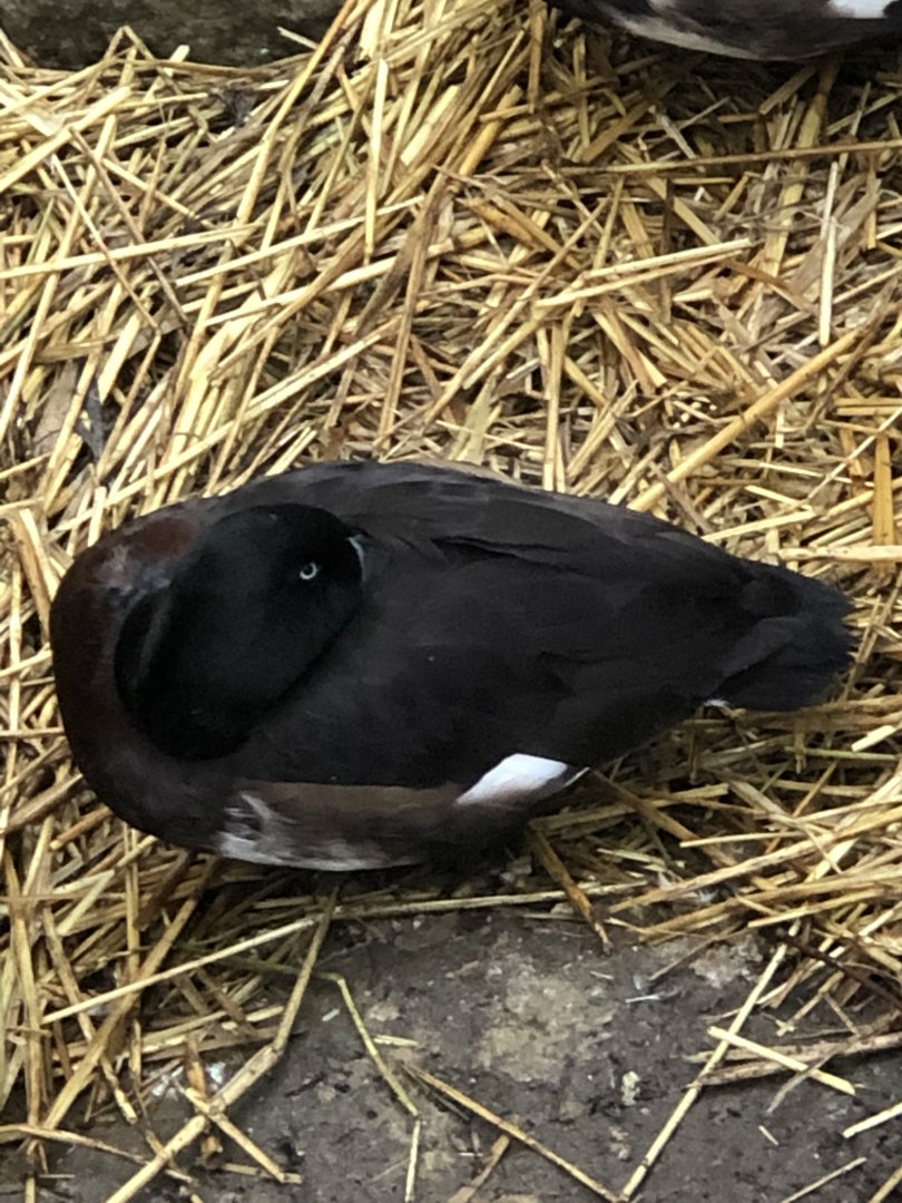 Baer’s Pochard