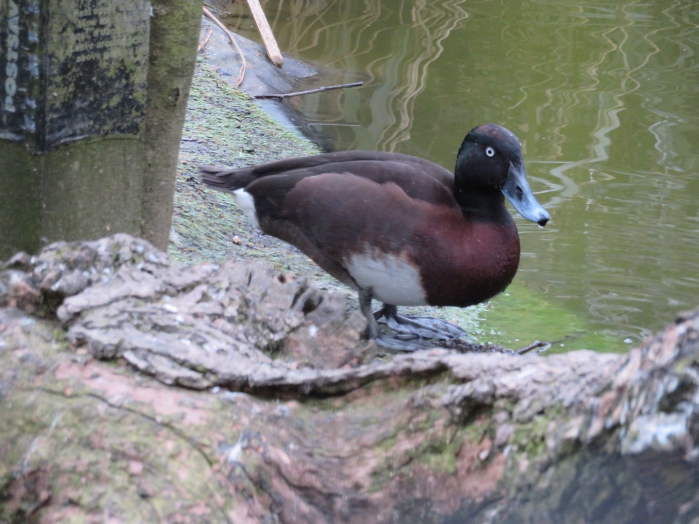 Baer's pochard