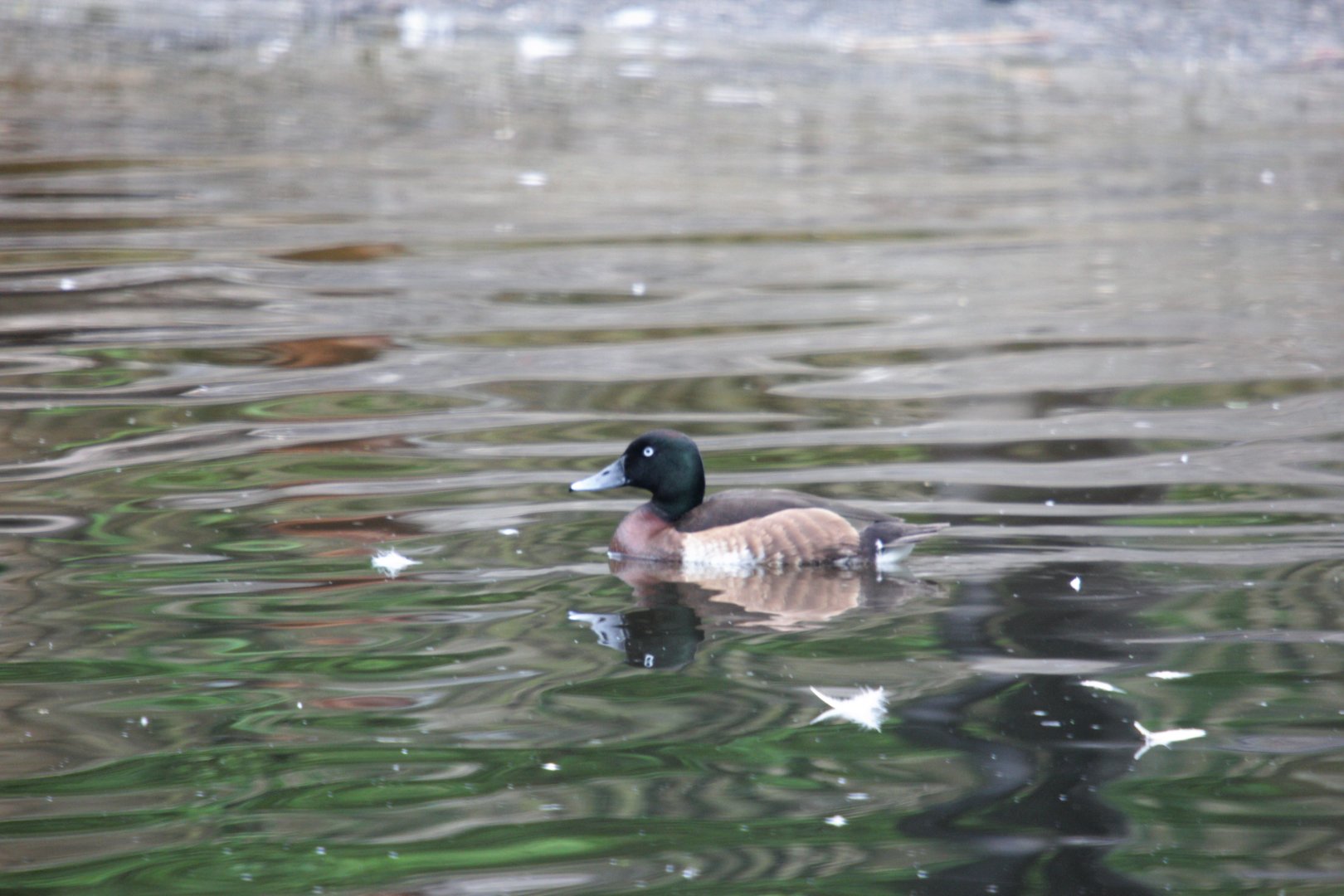 Baer's pochard
