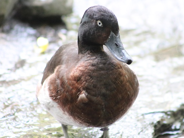Baer's Pochard
