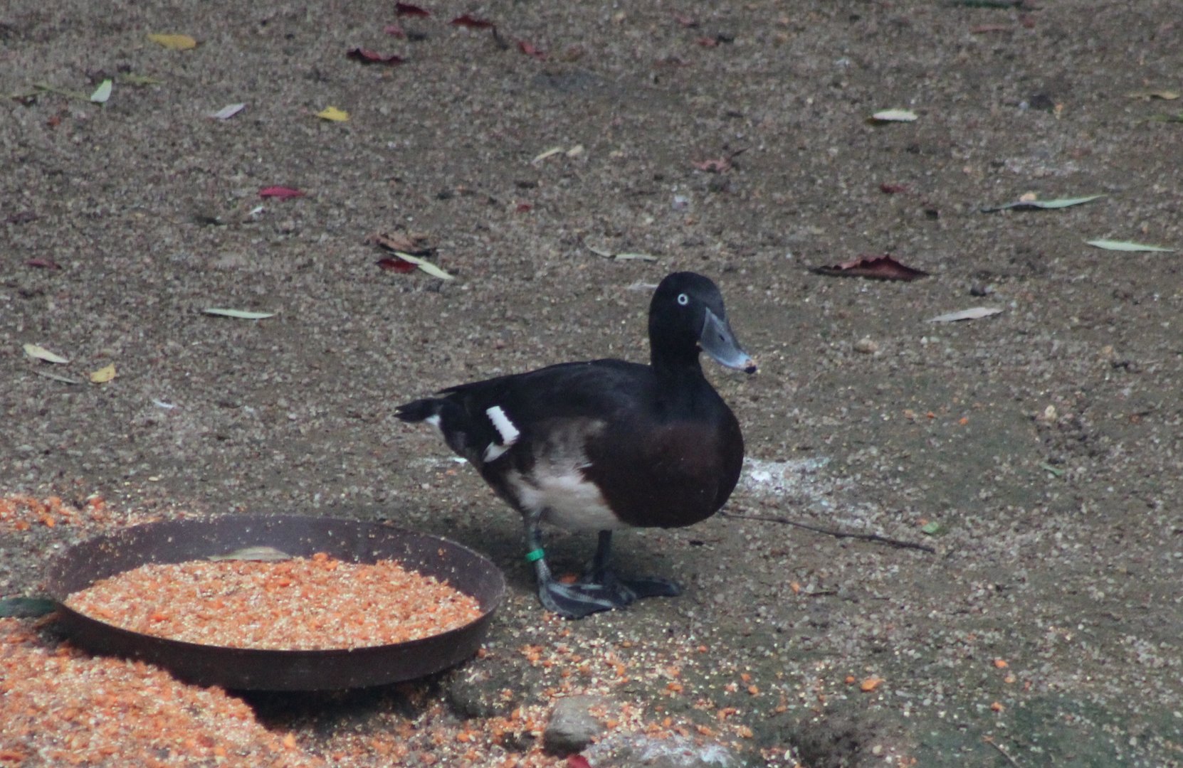 Baer's pochard
