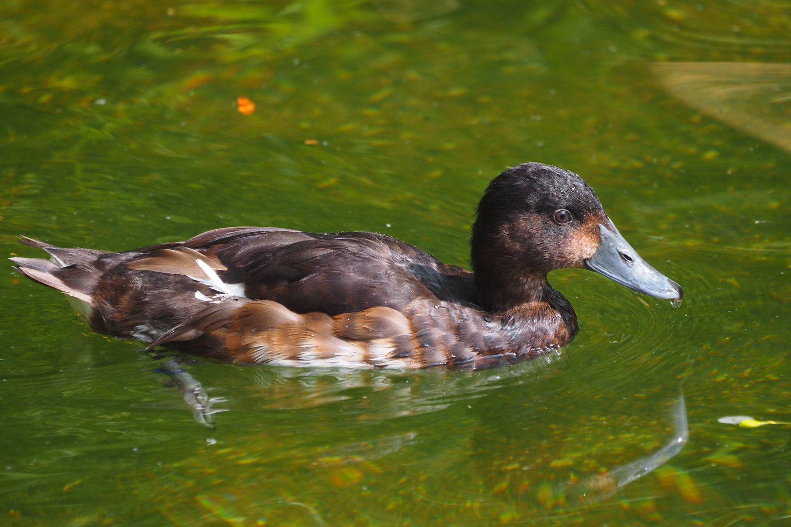 Baer's Pochard
