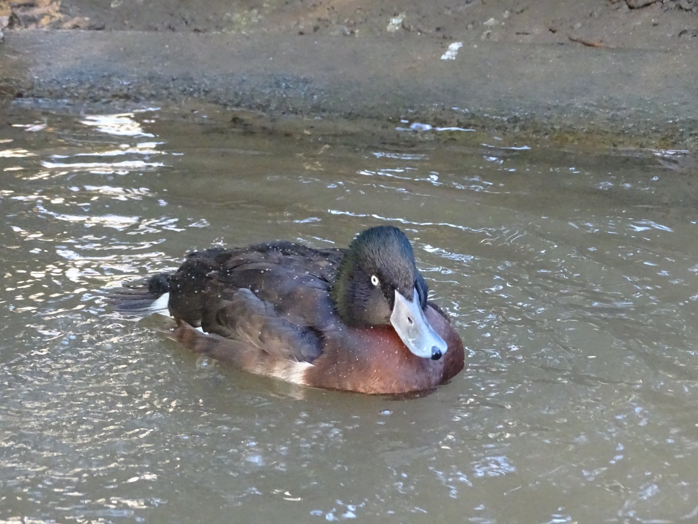 Baer's pochard