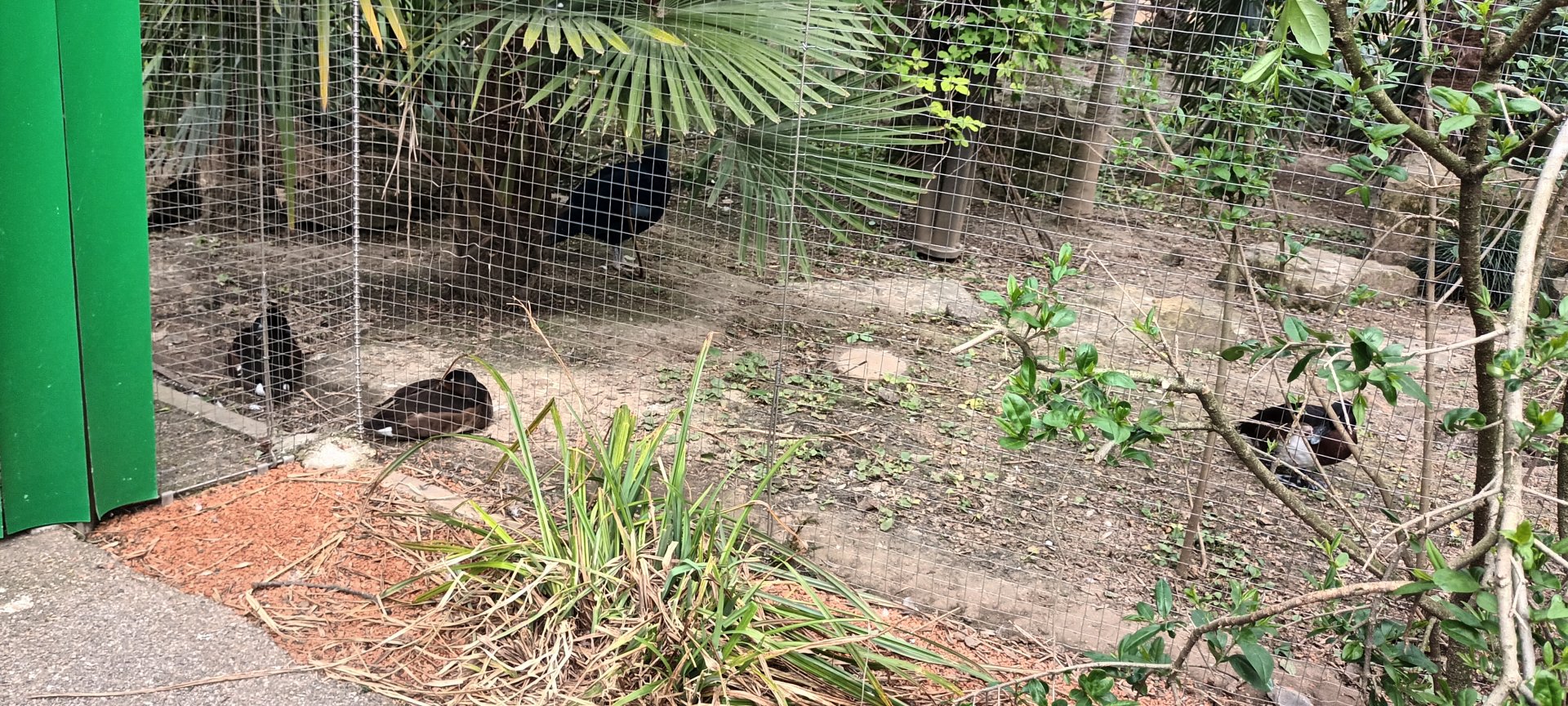 Baers Pochards and Victoria crowned Pigeon