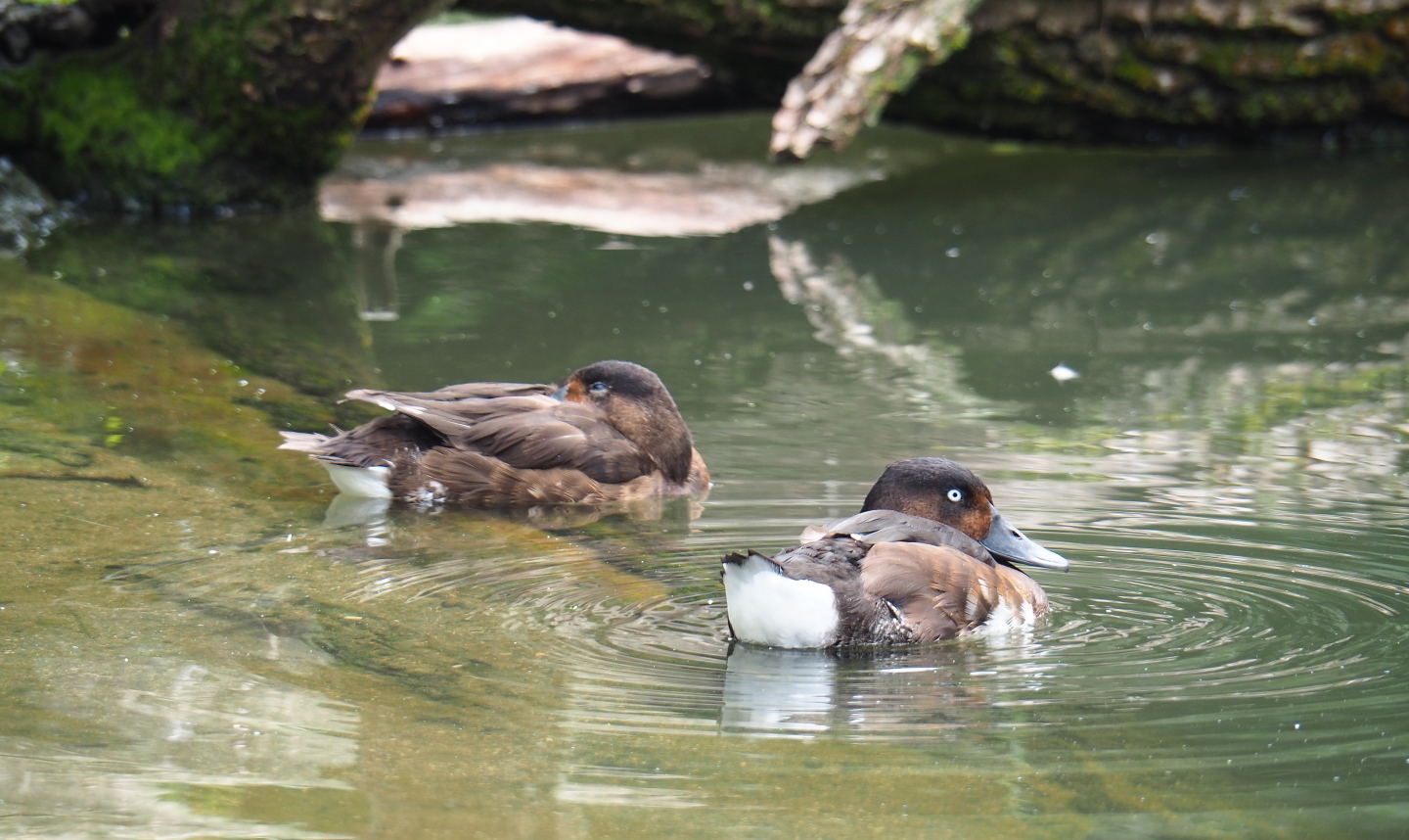 Baer's pochards (Aythya baeri), 2019-07-21