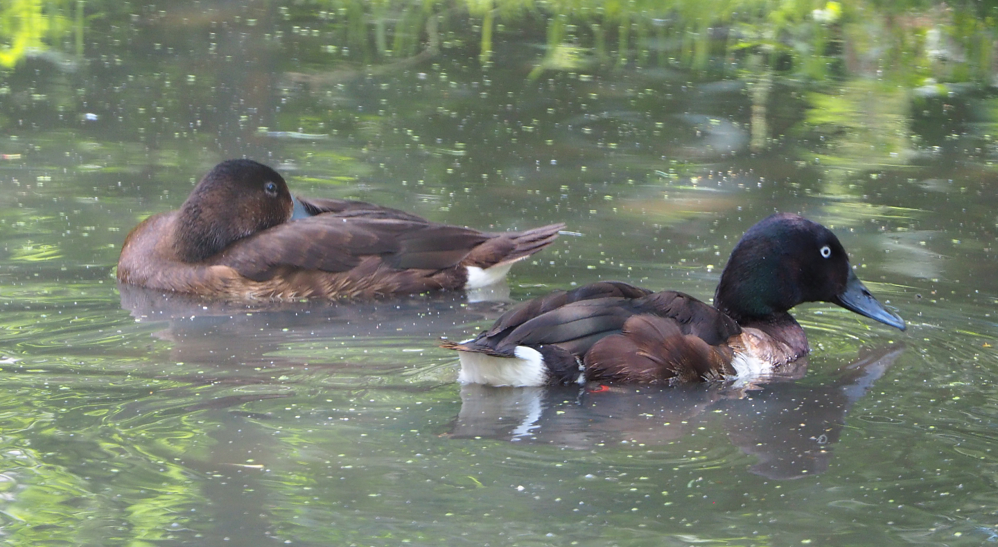 Baer’s pochards (Aythya baeri), 2020-06-20