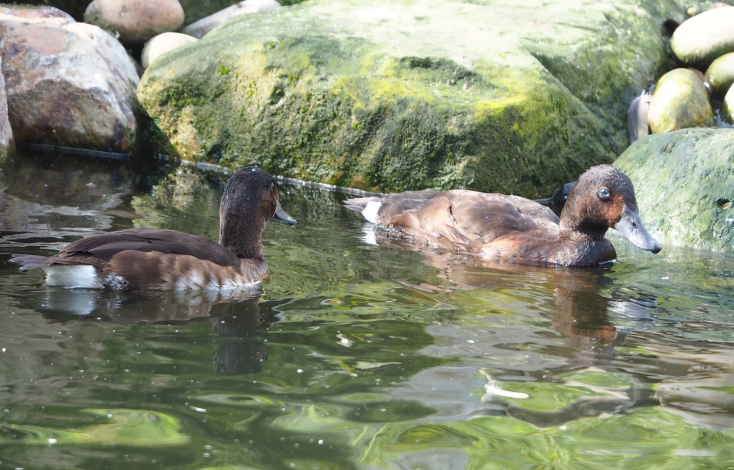 Baer’s pochards (Aythya baeri), 2022-08-20