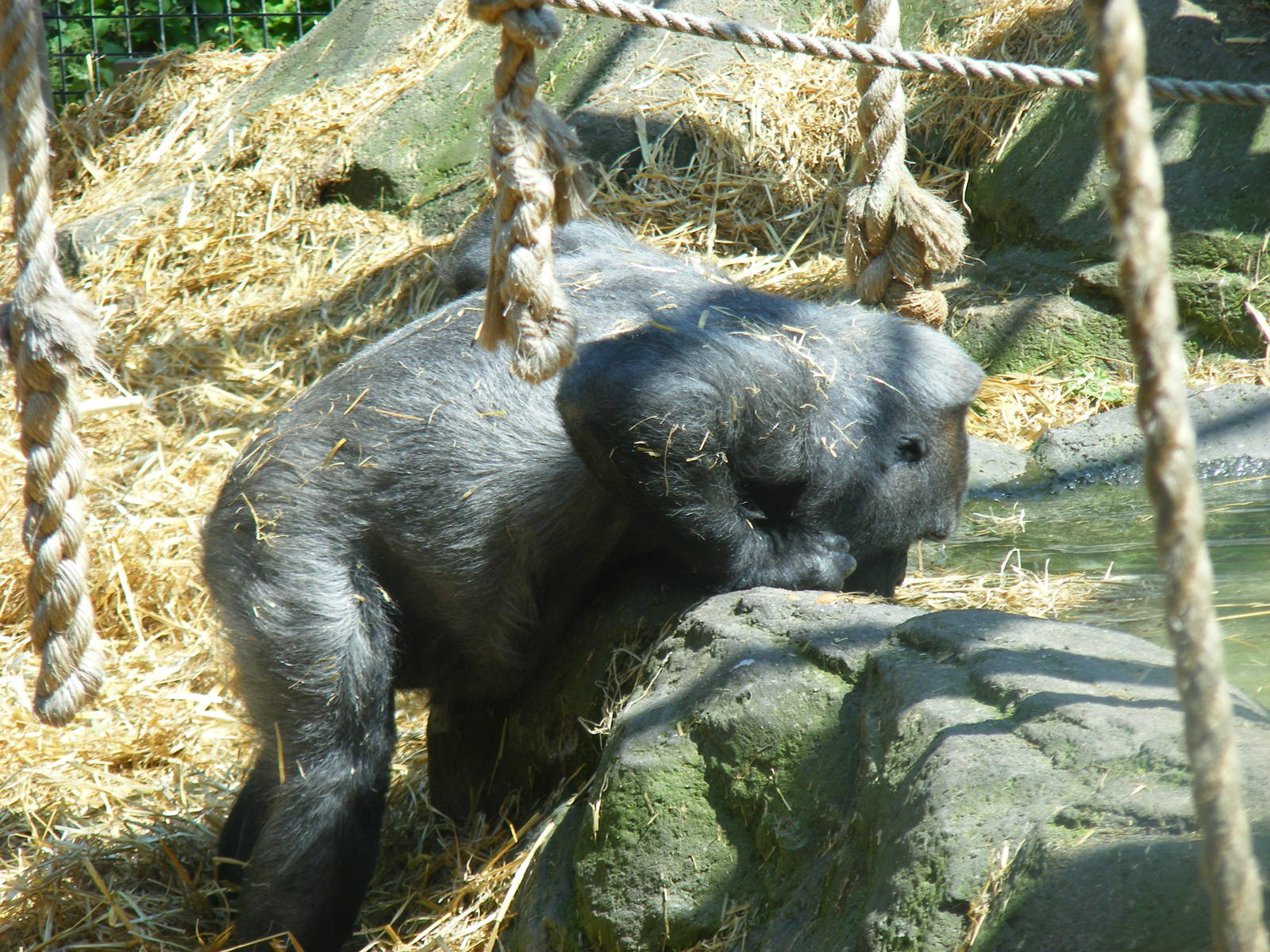 Bafia the gorilla at Chessington Zoo, 24 May 2009