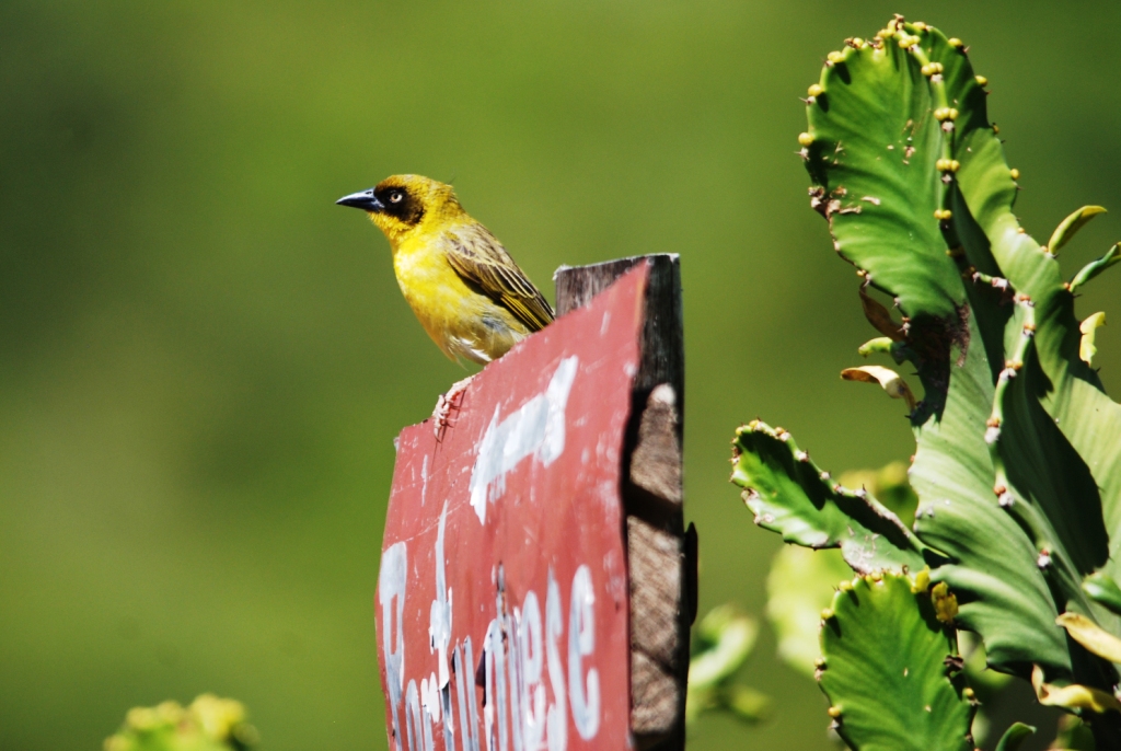 Baglafecht Weaver at Debre Libanos Gorge, Ethiopia, 18/10/14