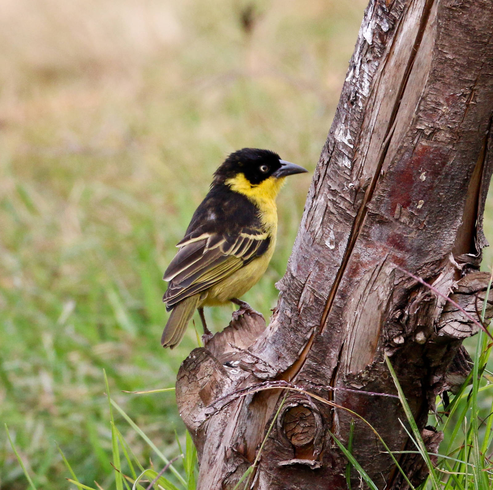 Baglafecht Weaver female