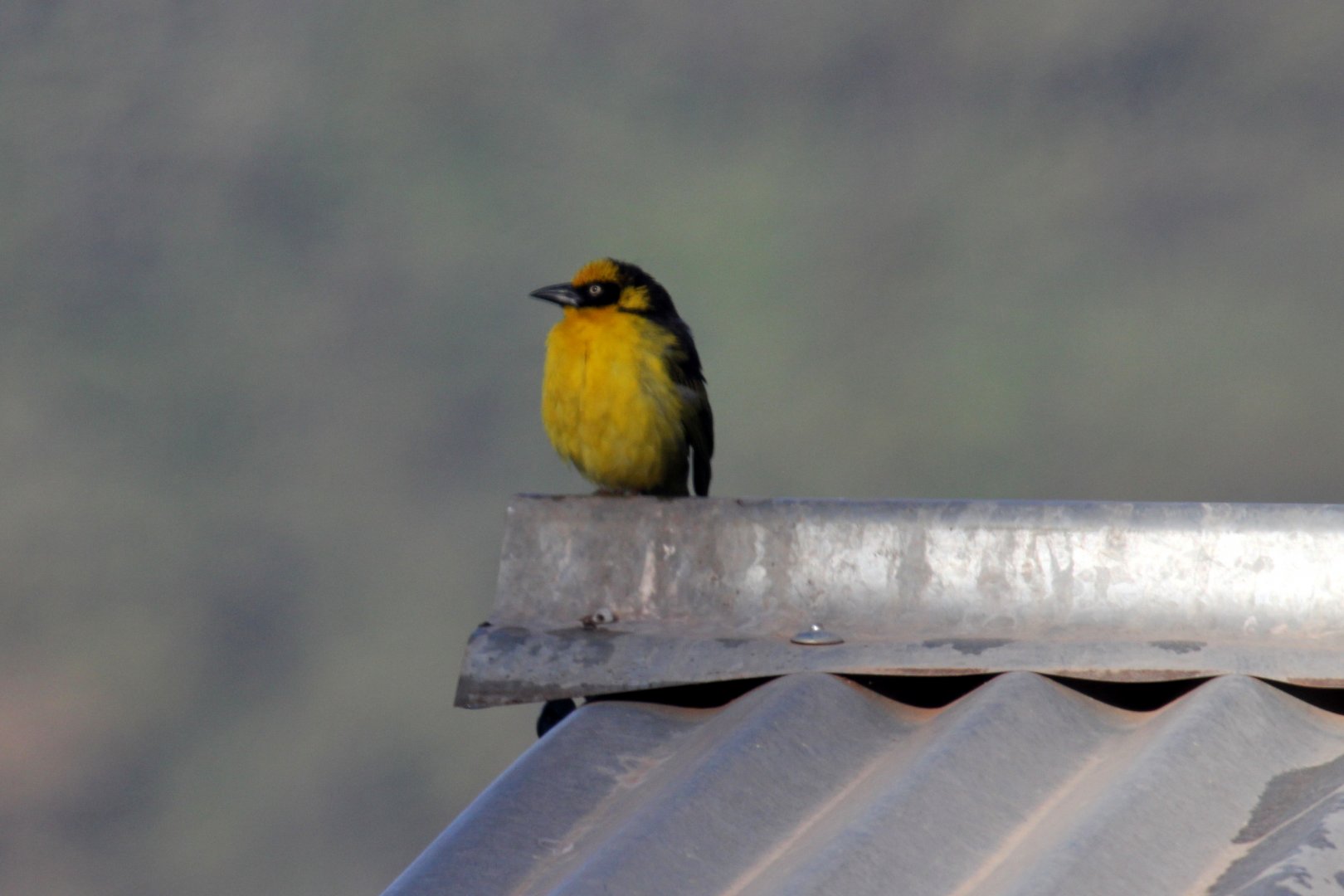 Baglafecht Weaver (Ploceus baglafecht) ID?