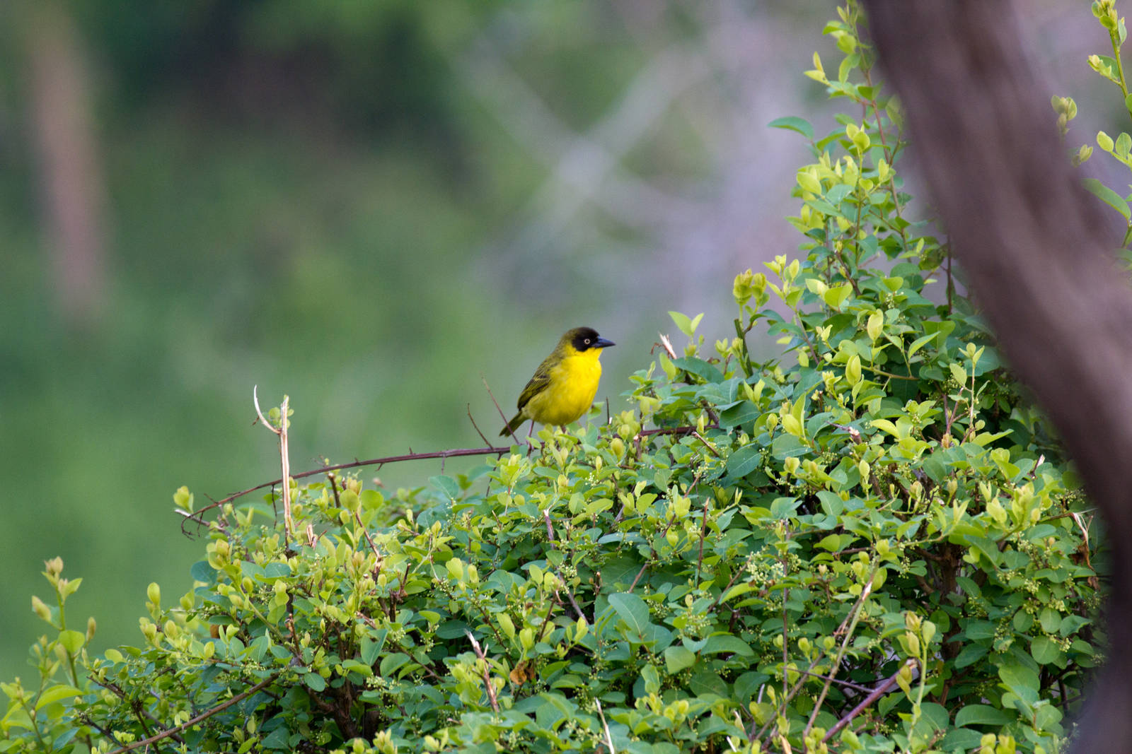Baglafecht Weaver