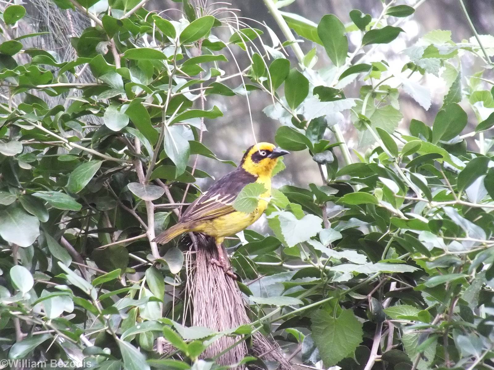 Baglafecht Weaver