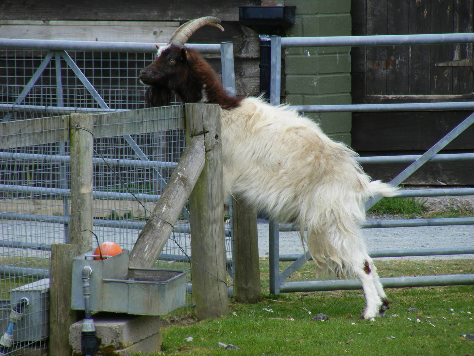 Bagot goat at Trotters World of Animals, 15 May 2010