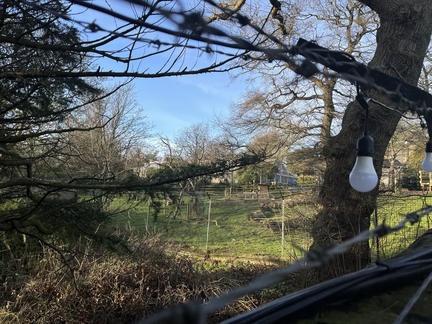 Bagot goat enclosure from outside the zoo 13.1.24