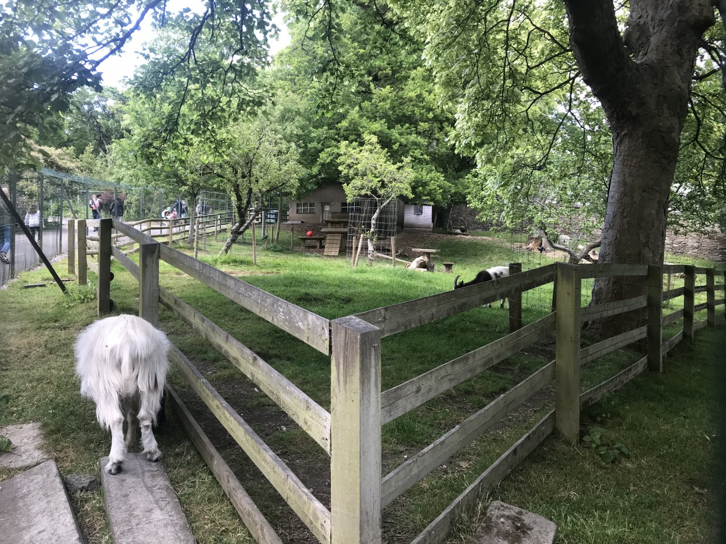 Bagot goat enclosure