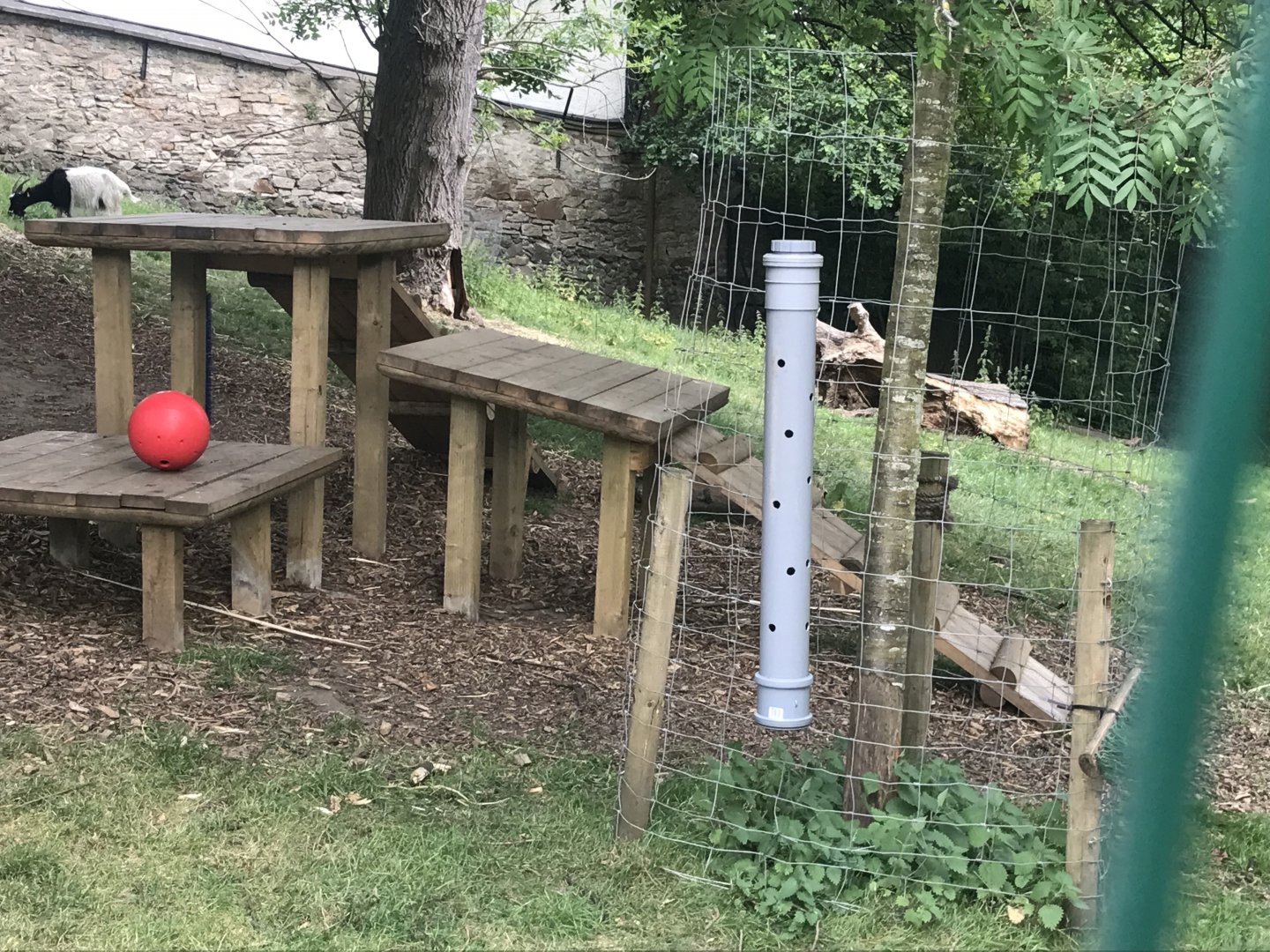 Bagot goat enrichment