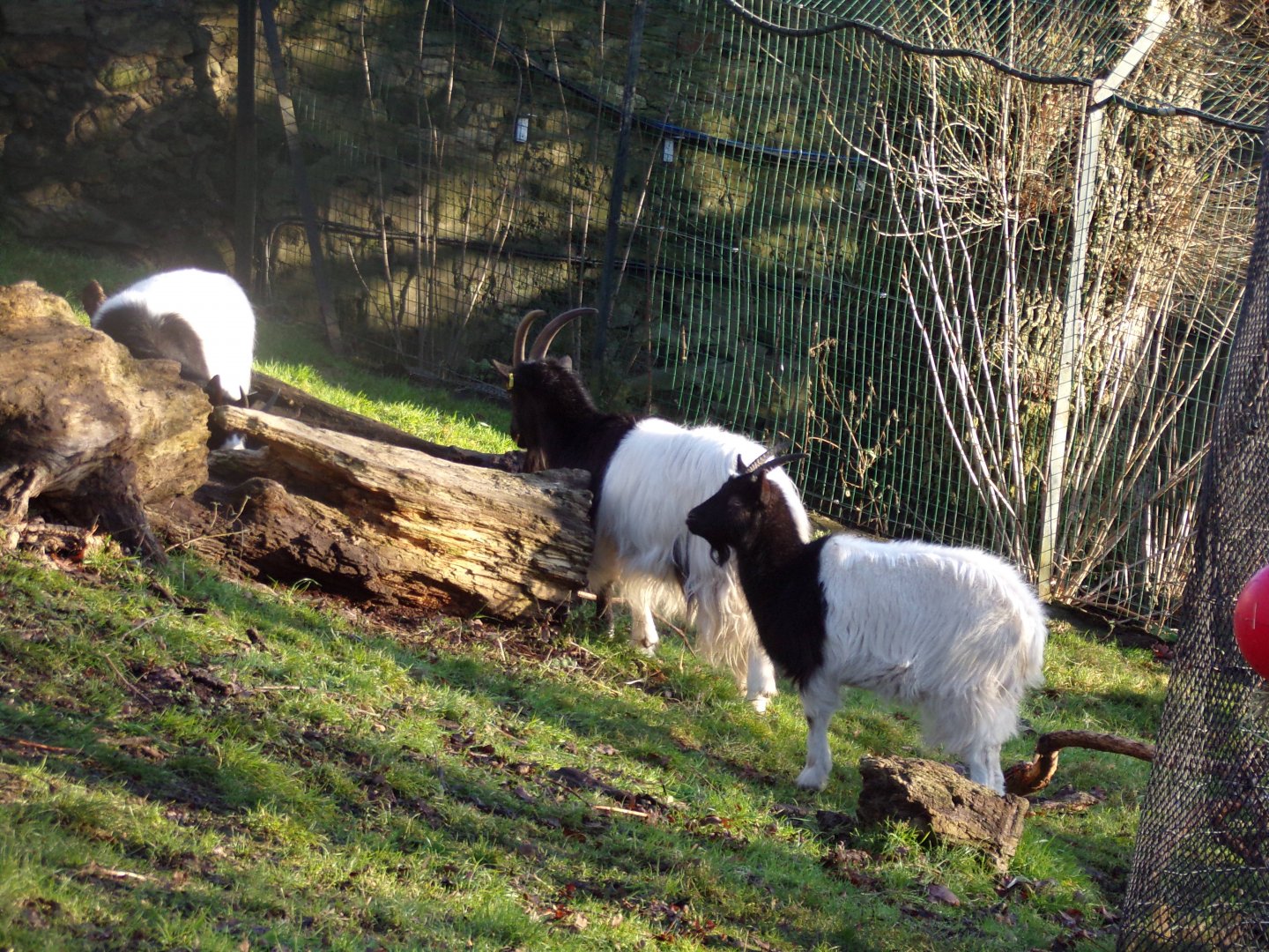Bagot goats 1.1.24