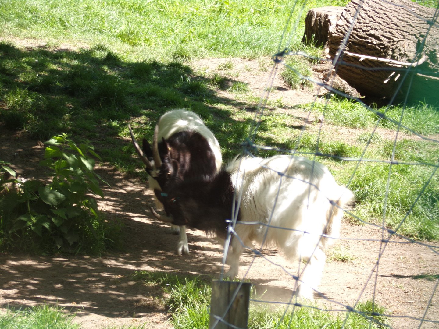 Bagot goats 20.5.24
