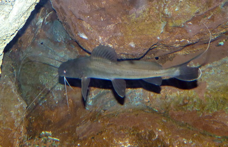 Bagrus bajad????? Please confirm!