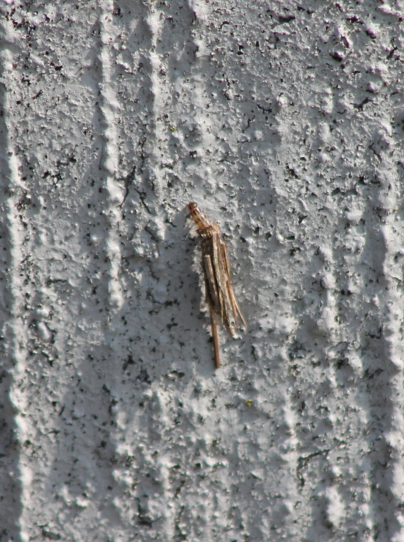 Bagworm moth - Psyche casta