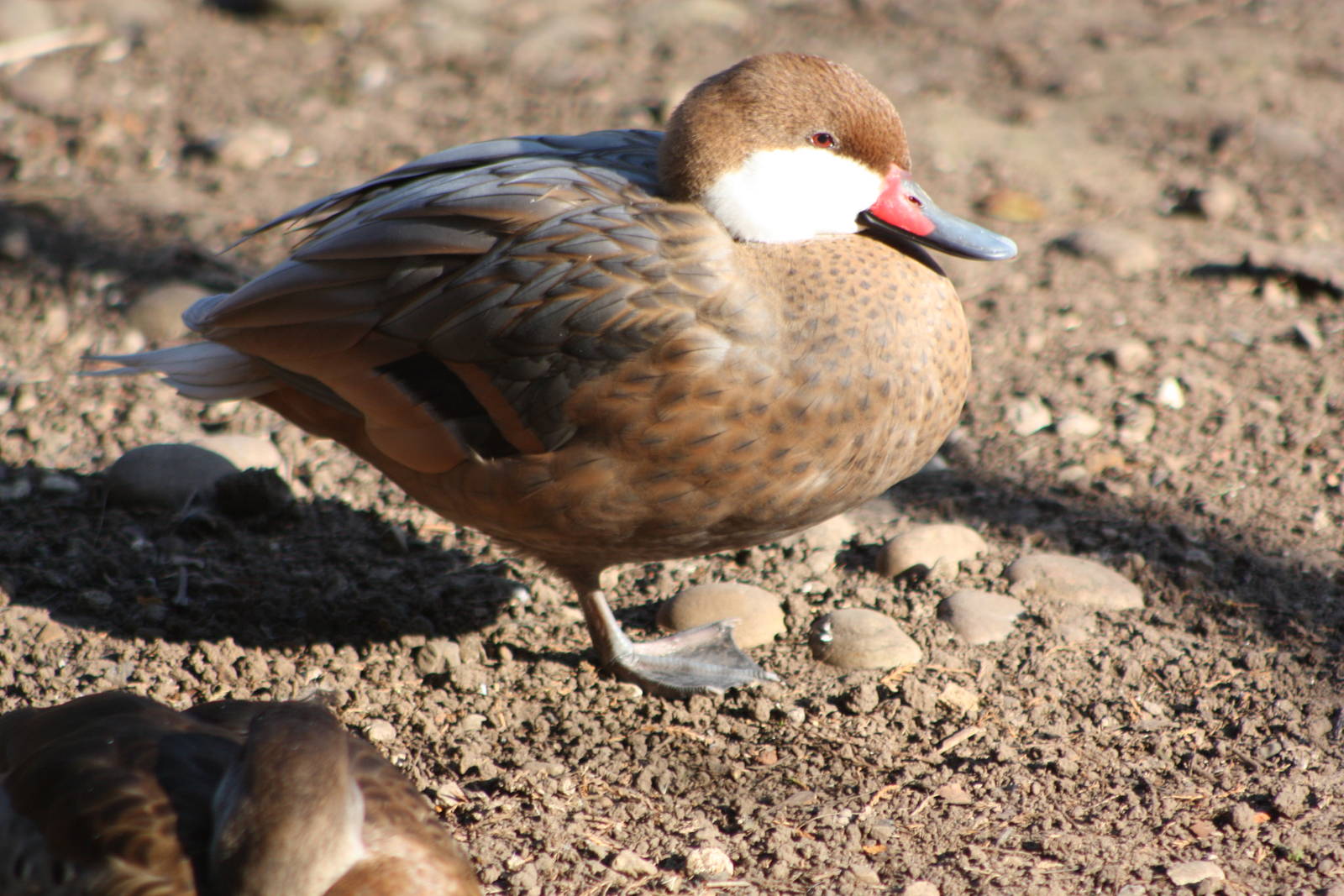 Bahama Pintail, 10th September 2014