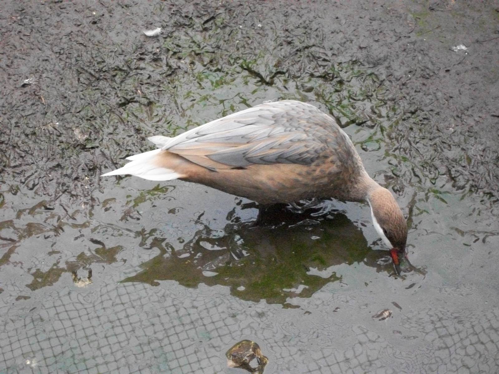 Bahama Pintail, 31st May 2014