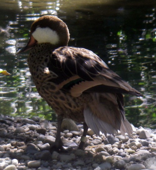 Bahama Pintail (Anas bahamensis)