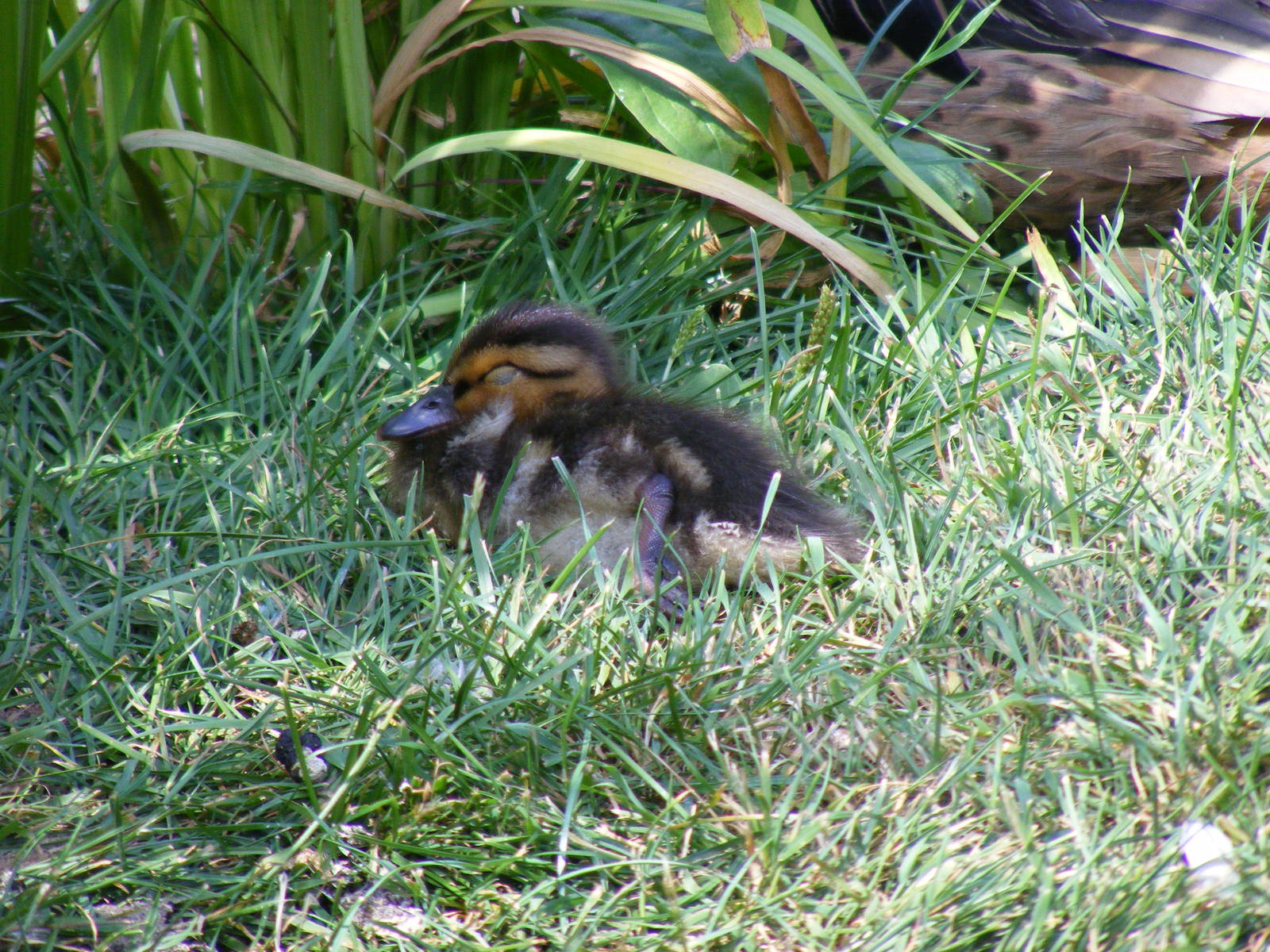 Bahama pintail duckling at Marwell Wildlife, 11 July 2010