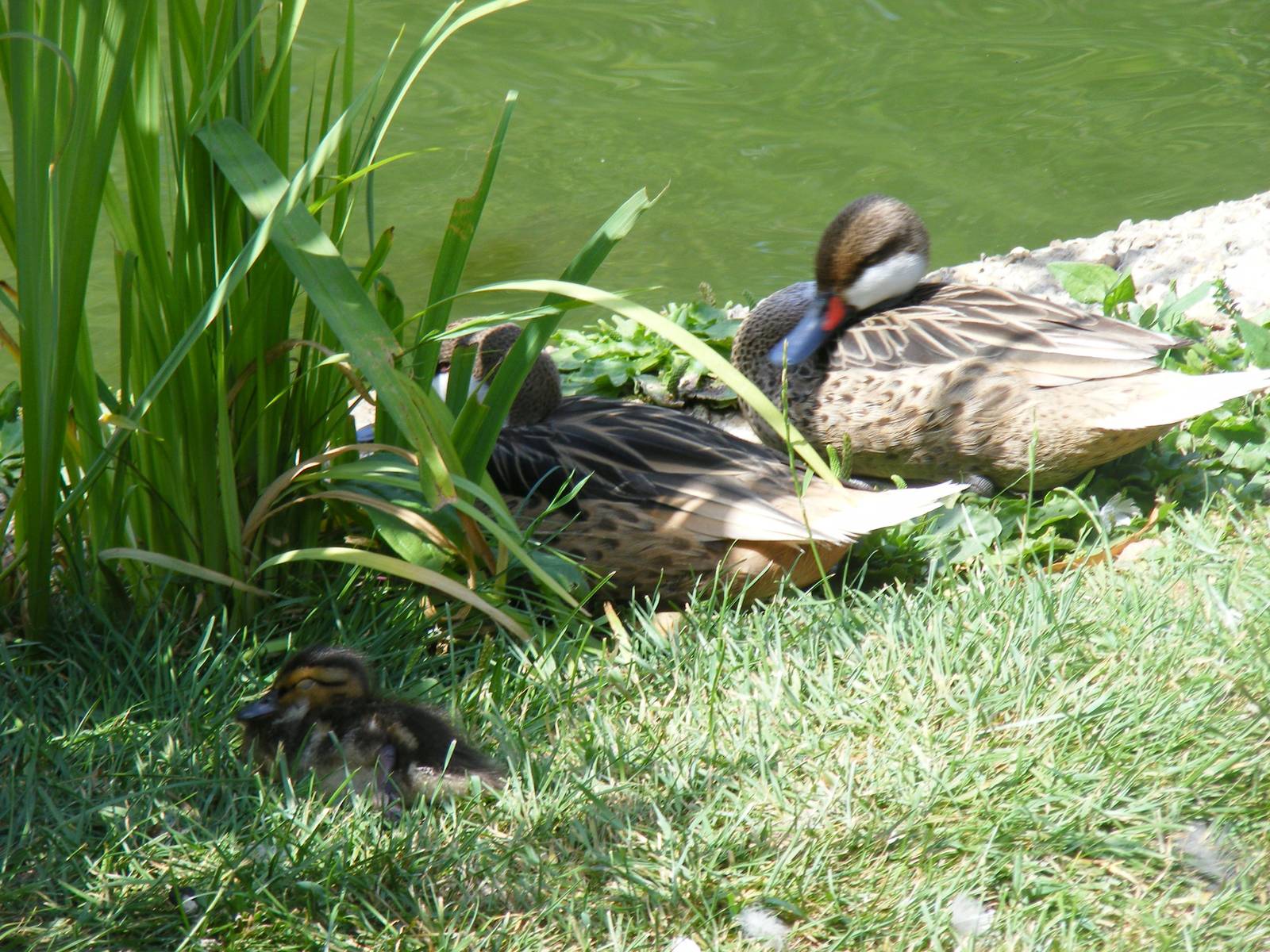 Bahama pintail family at Marwell Wildlife, 11 July 2010