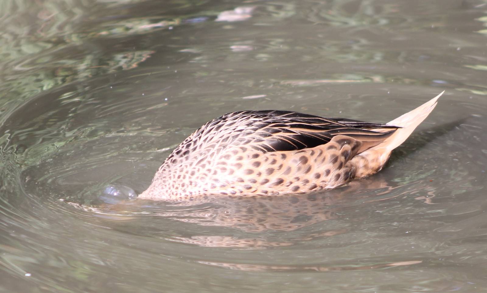 Bahama pintail "hiding"