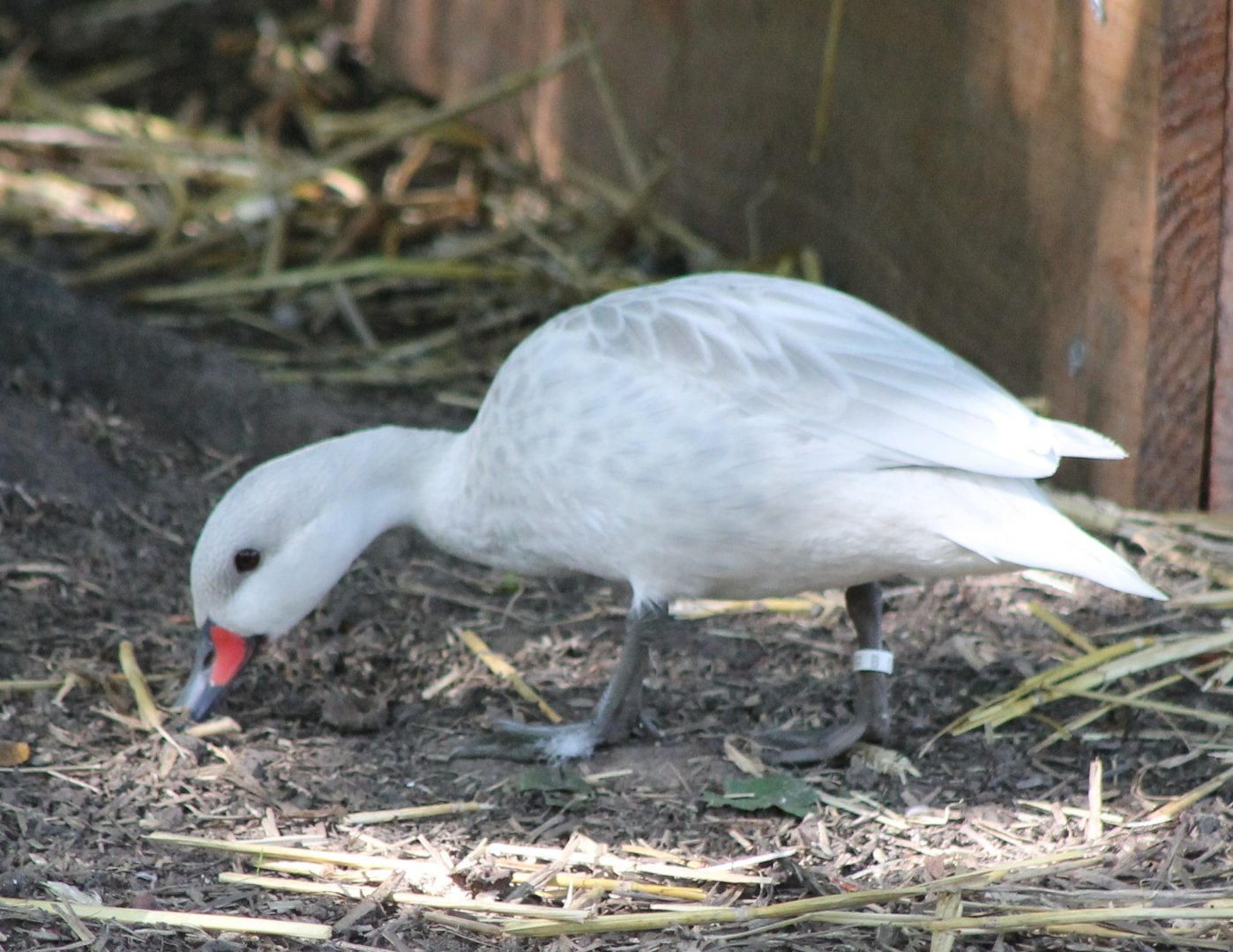 Bahama pintail-mutation