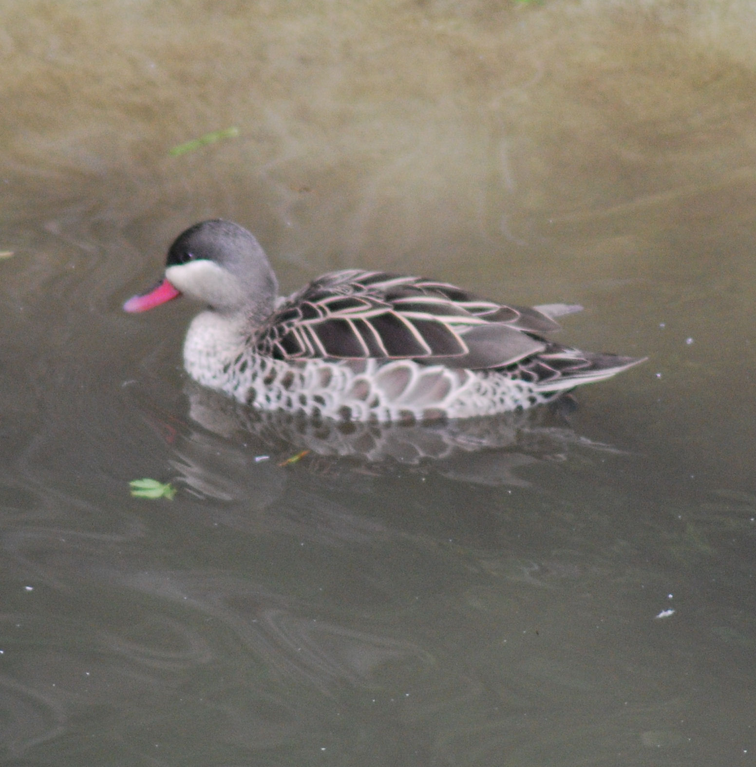 Bahama pintail