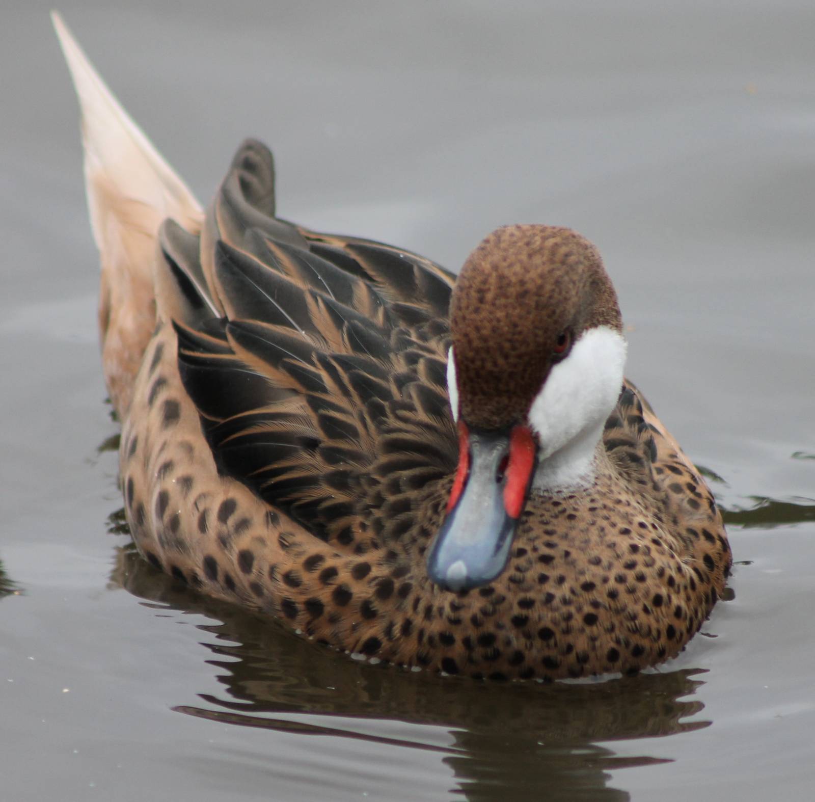 Bahama pintail