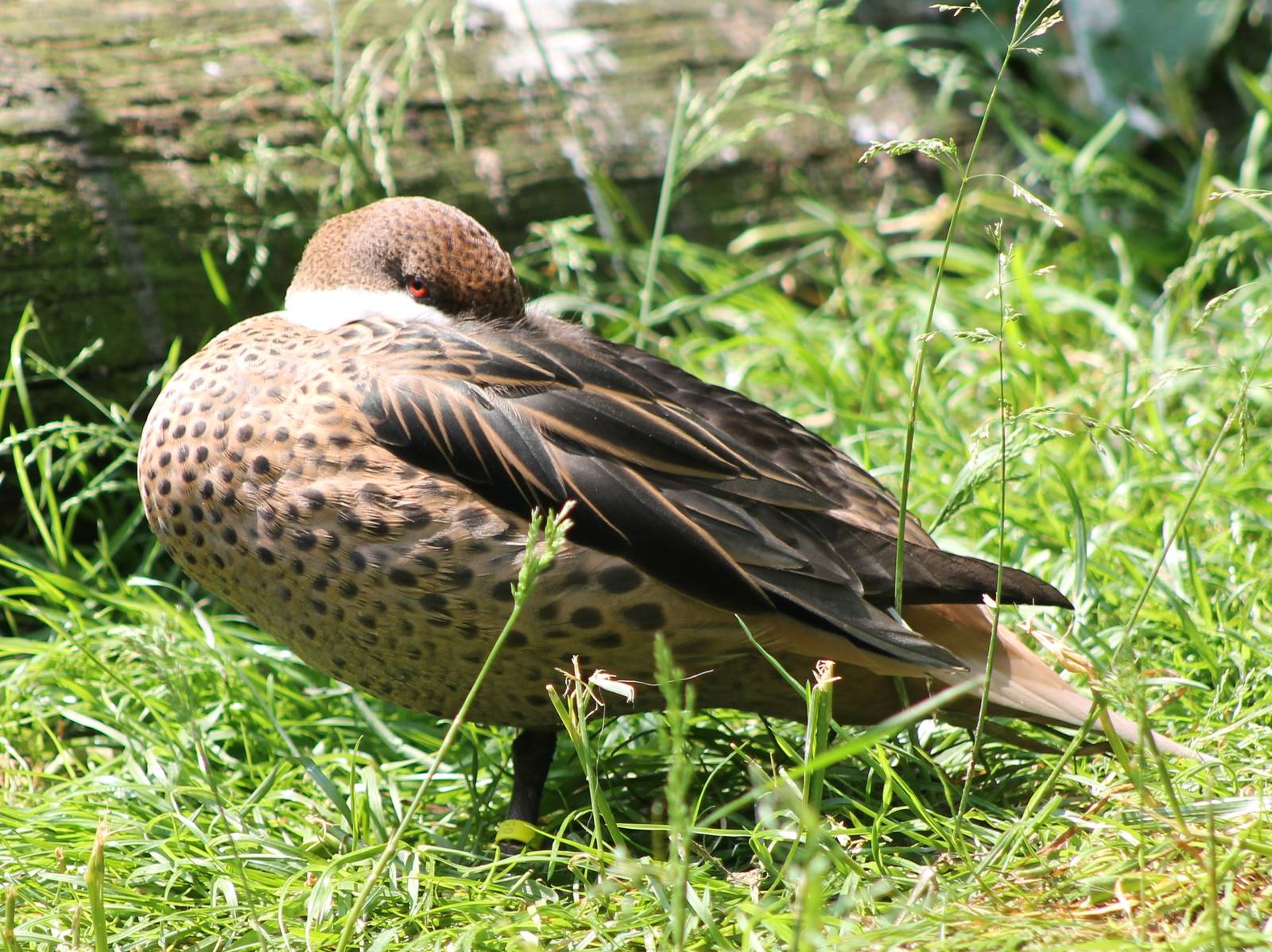 Bahama pintail