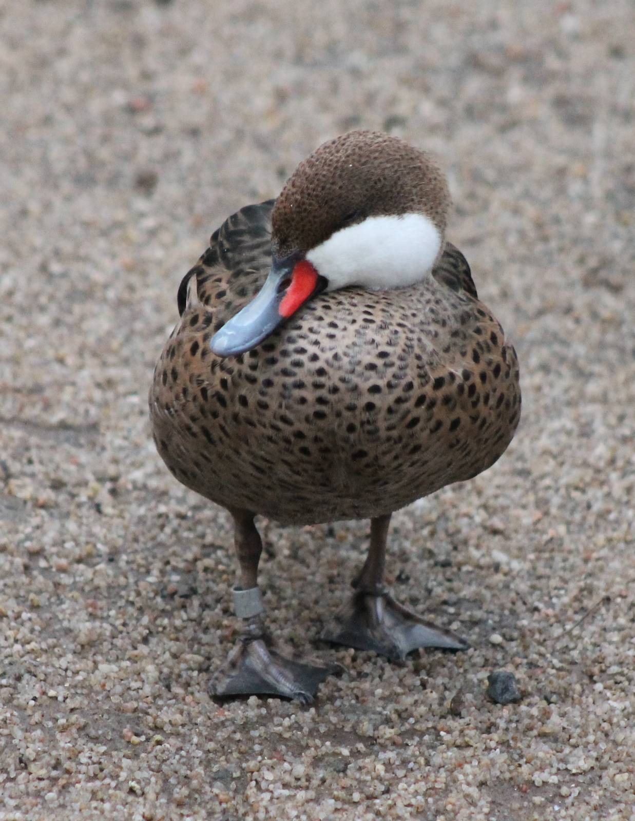 Bahama pintail