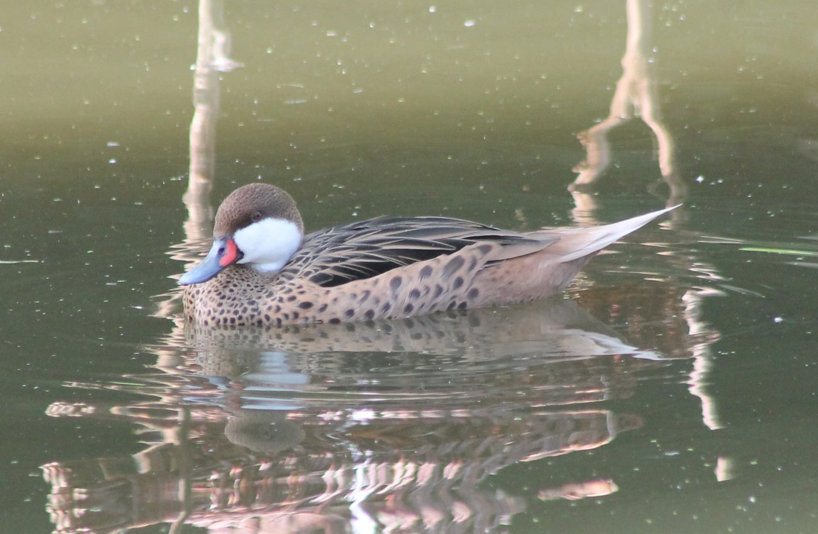 Bahama pintail