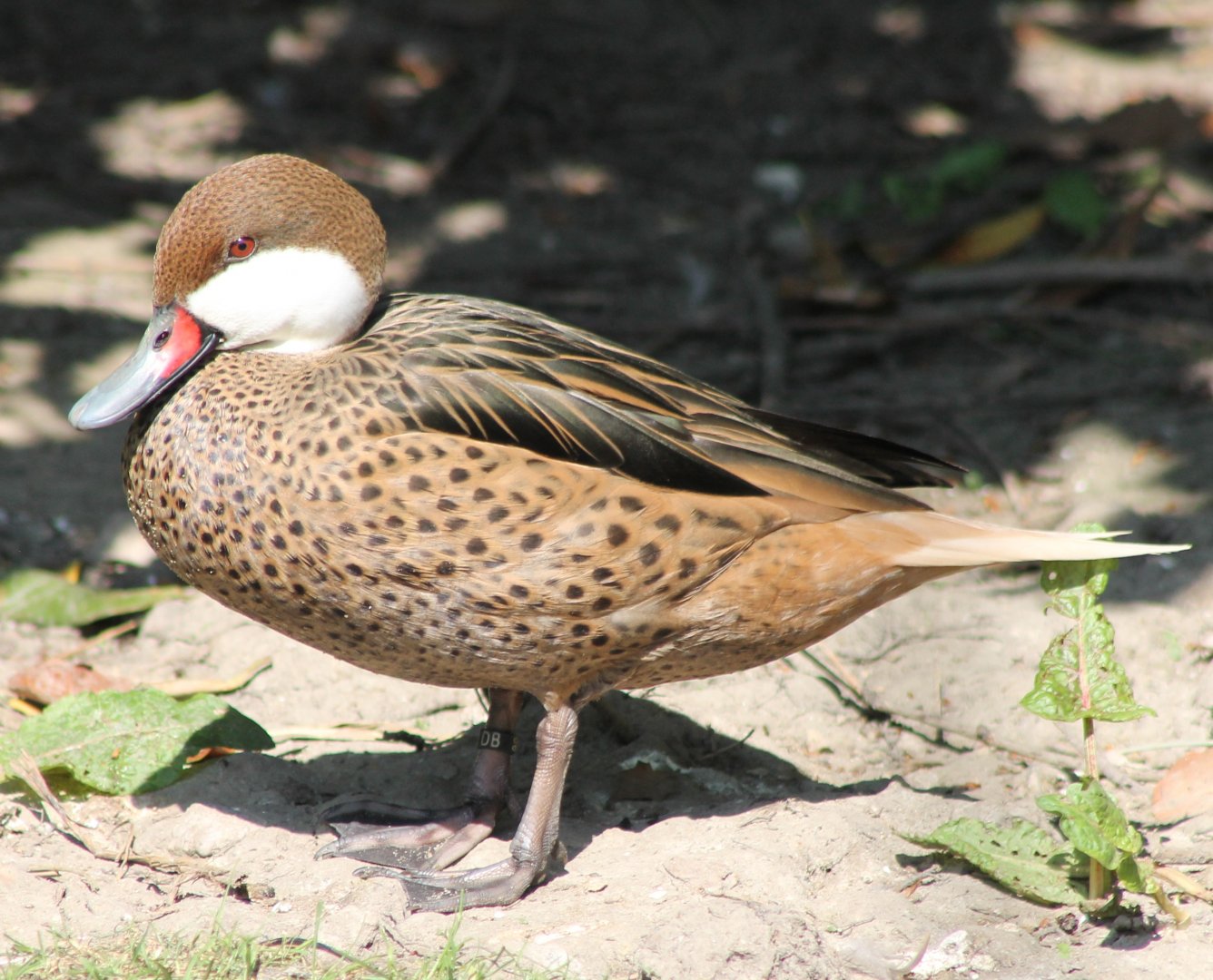 Bahama pintail