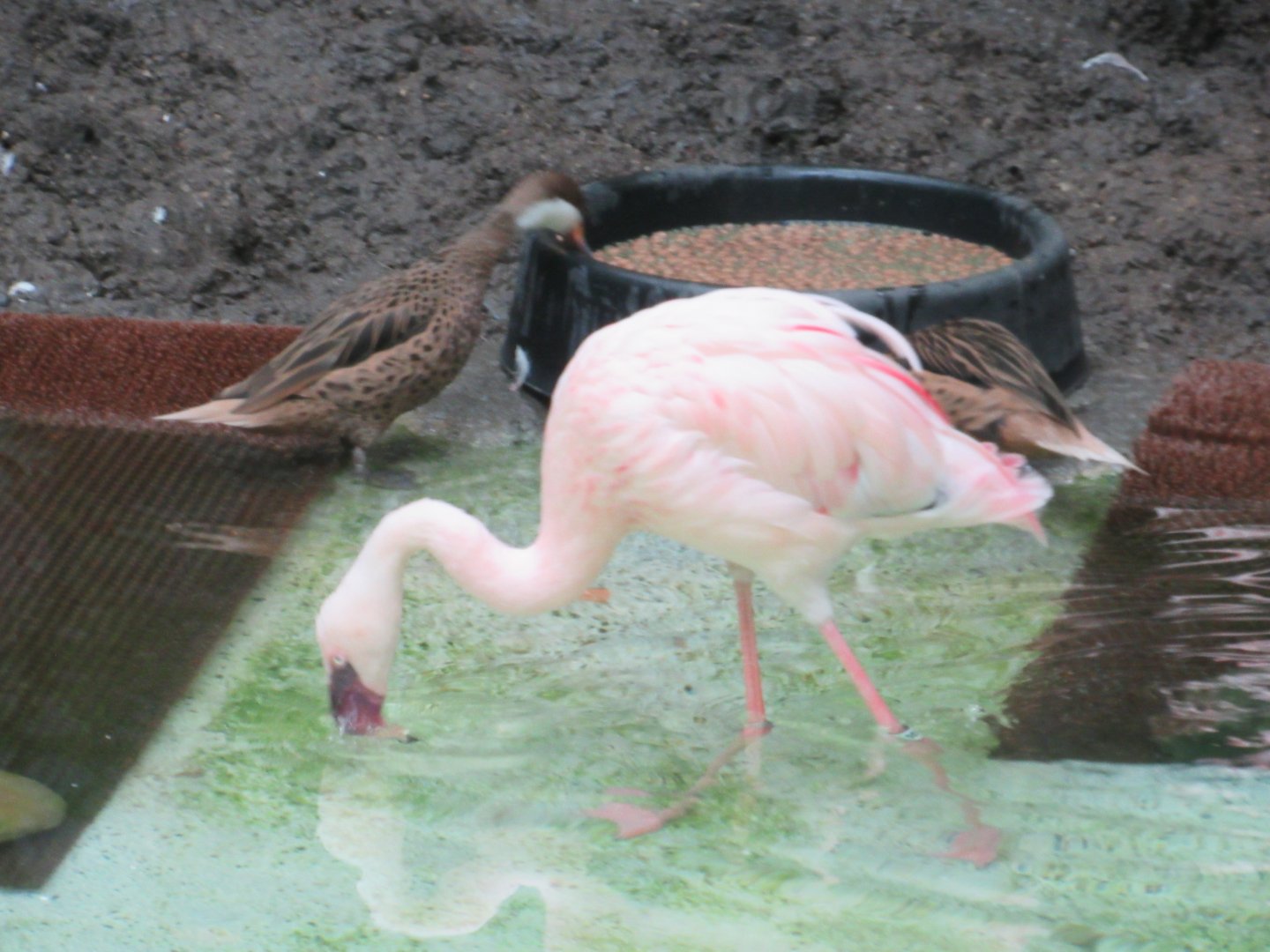 Bahama pintails and a lesser flamingo